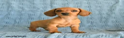 Miniature Dachshund dogs for sale: Rosie - Ad 4