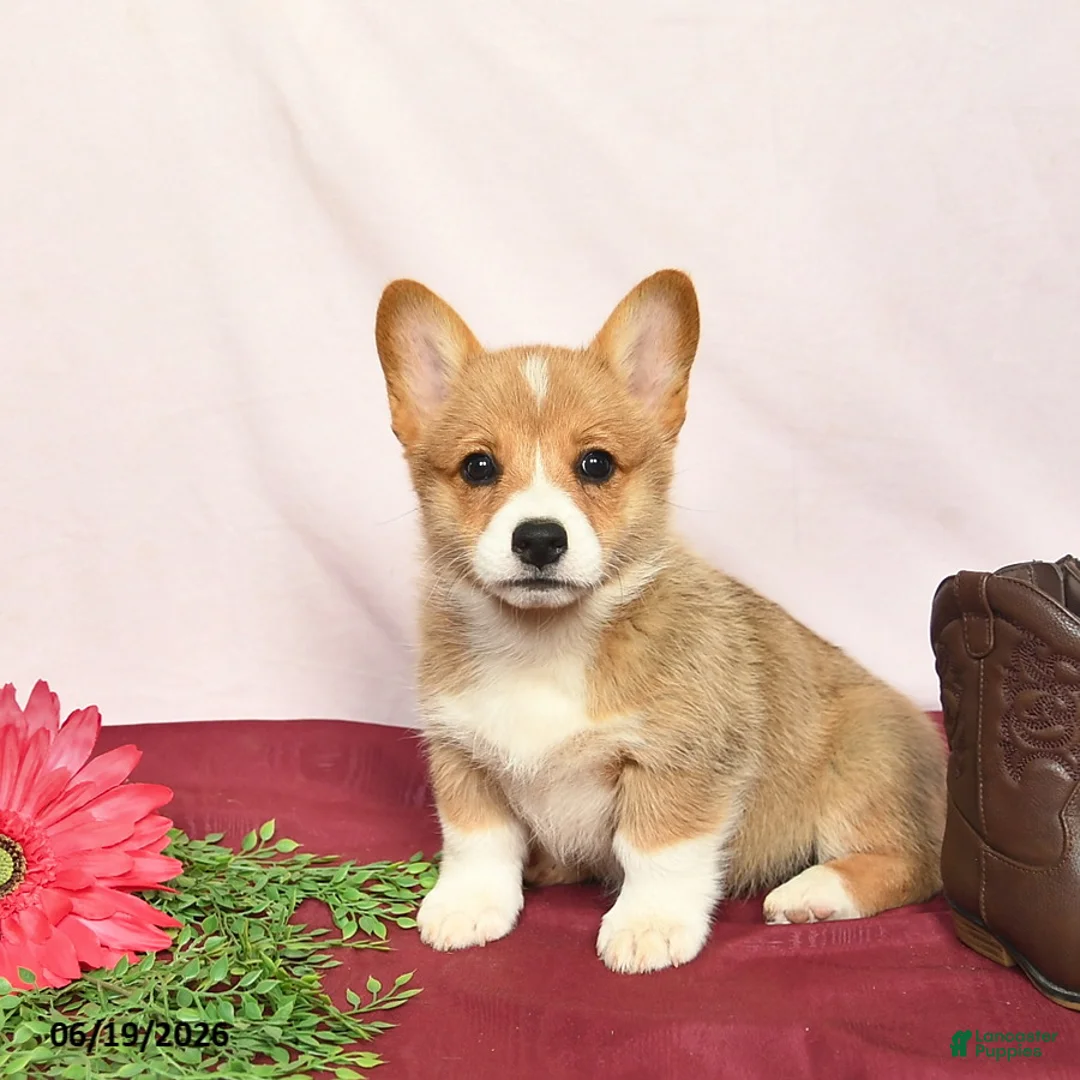 Welsh Corgi Pembroke dogs for sale: Taffy  - Ad 1