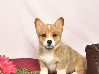 Welsh Corgi Pembroke dogs for sale: Taffy - Ad 4