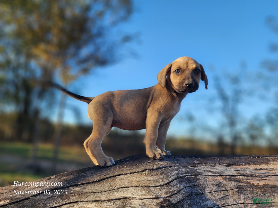 Catahoula Leopard Dog dogs for sale: Tracy II 2025 Female 2 - Ad 4