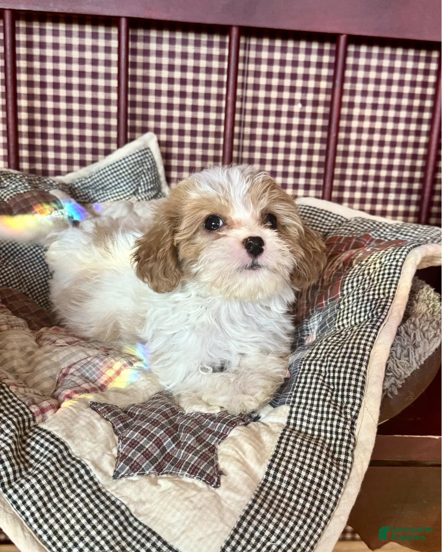 Cavapoo dogs Emma - Ad 10