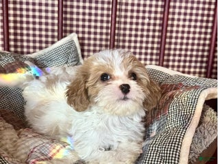 Cavapoo dogs Emma - Ad 10