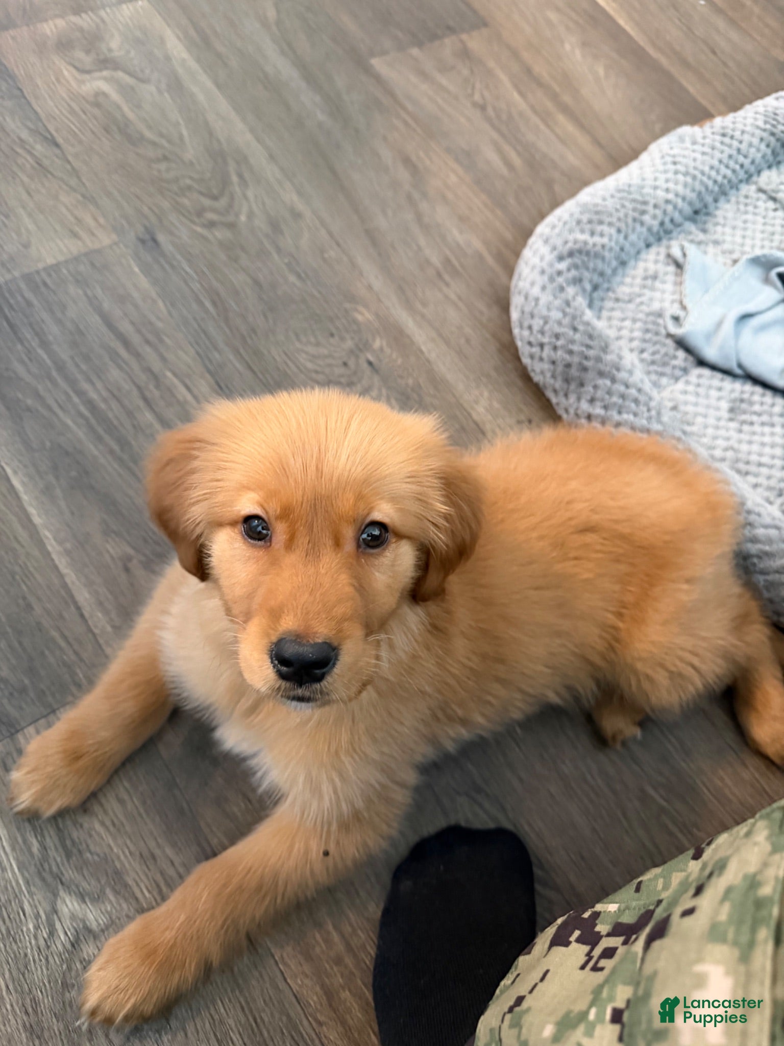 Golden Retriever dogs Golden Retriever 1 - Ad 11