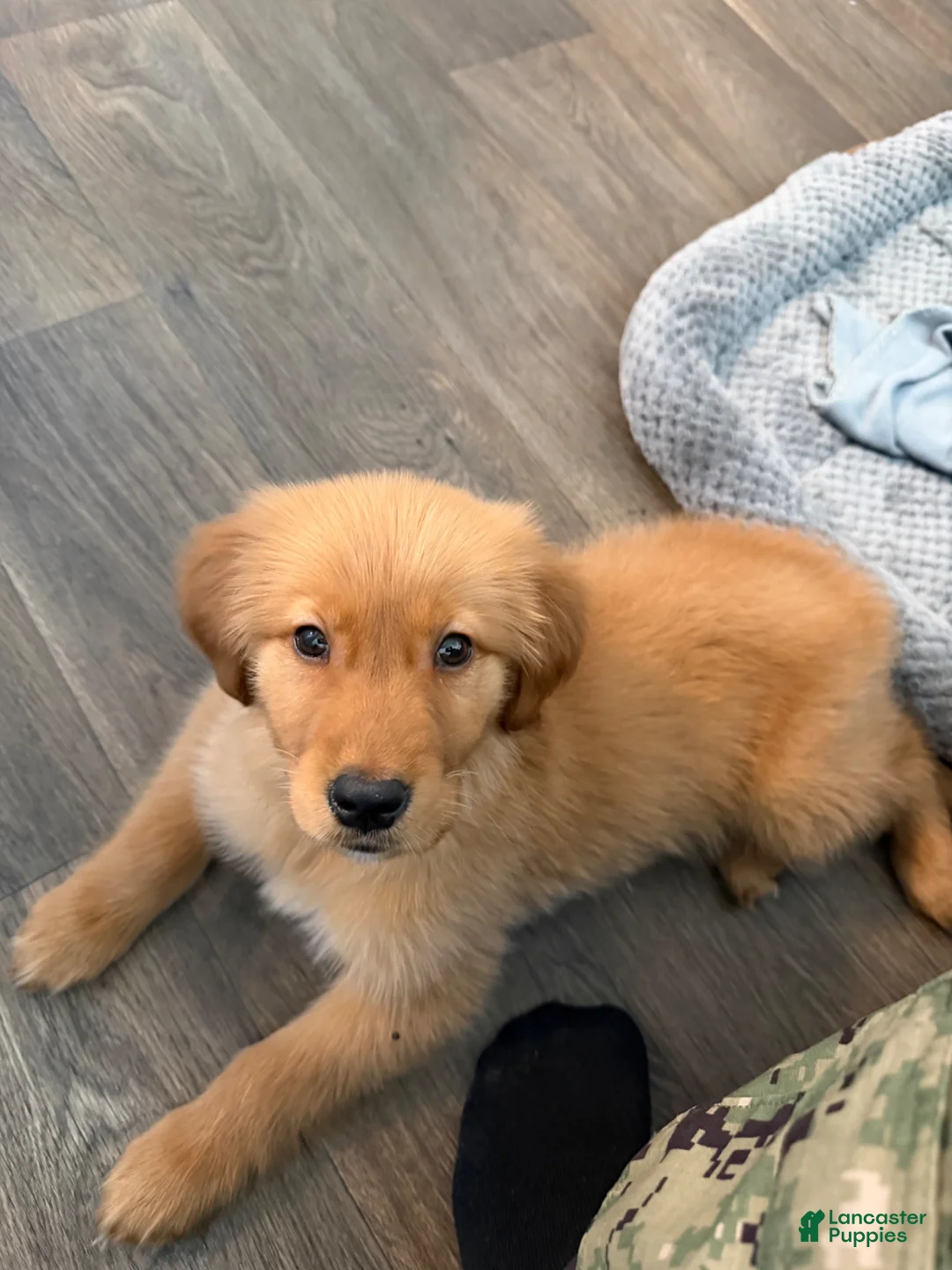 Golden Retriever dogs for sale: Golden Retriever 1 - Ad 1