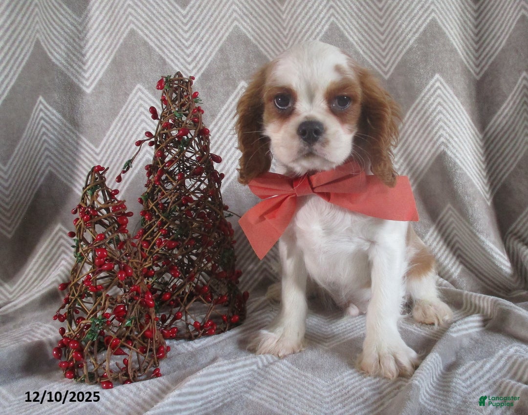 Cavalier King Charles Spaniel dogs for sale: Hayes - Ad 2