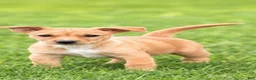 Mixed Breed dogs for sale: Sally  - Ad 1