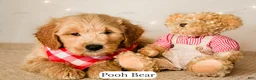 Goldendoodle dogs for sale: Pooh Bear - Ad 7