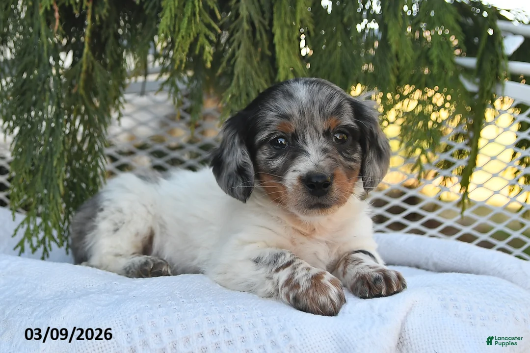 Miniature Dachshund dogs for sale: Jasper - Ad 2
