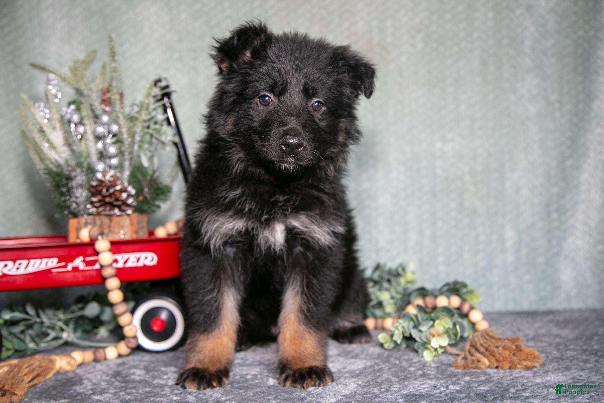 German Shepherd dogs Lola - Ad 34