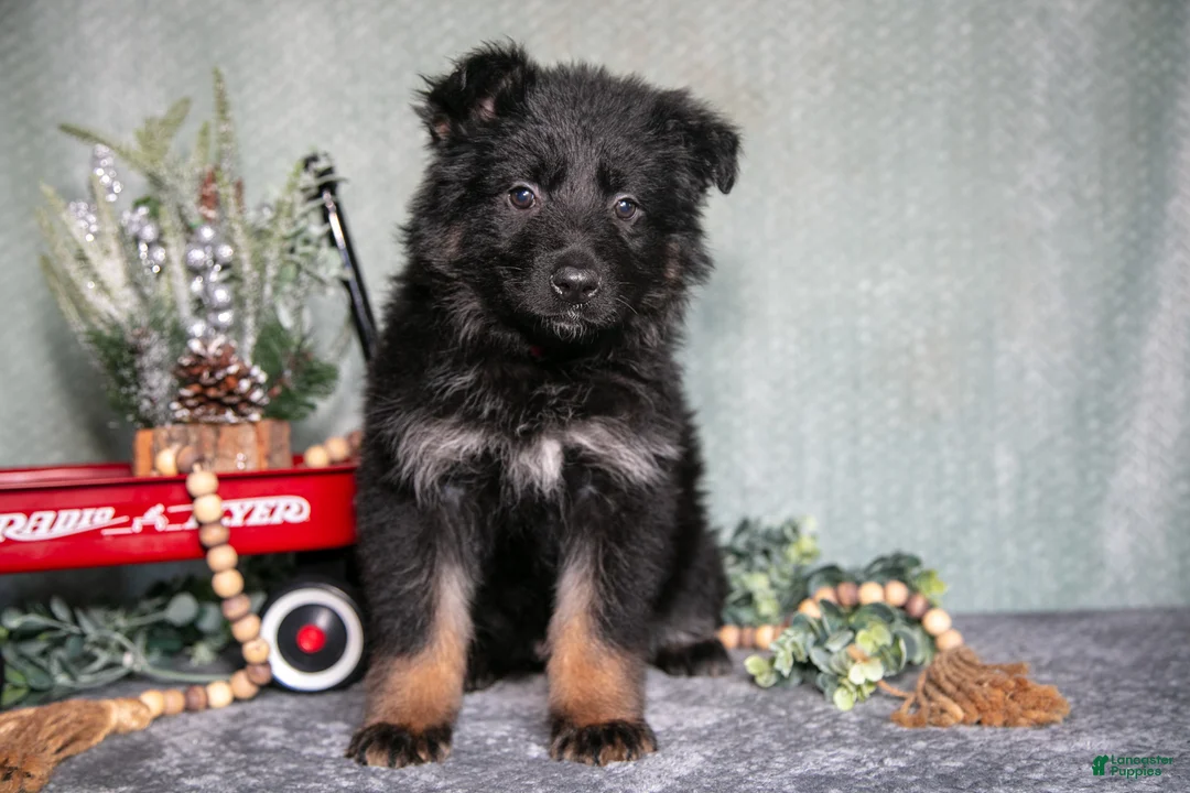 German Shepherd dogs for sale: Lola - Ad 1