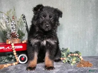 German Shepherd dogs Lola - Ad 42