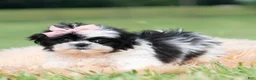 Shih Tzu dogs for sale: Lovey - Ad 4