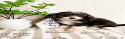 Mini Aussiedoodle dogs for sale: Avery - Ad 3