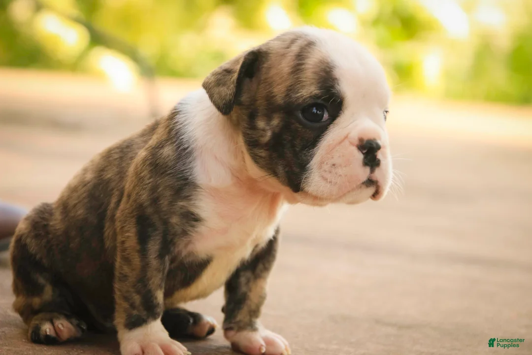 English Bulldog dogs for sale: Queen English Bulldog  - Ad 6