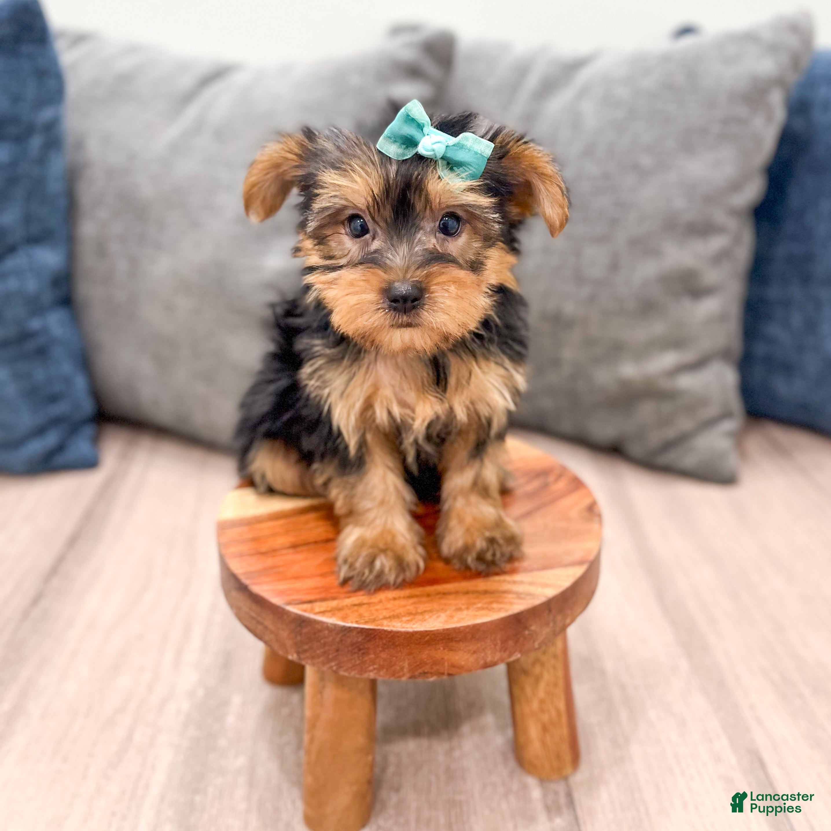 Yorkshire Terrier dogs Macy - Ad 2