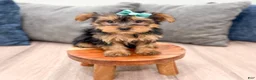 Yorkshire Terrier dogs for sale: Macy - Ad 2
