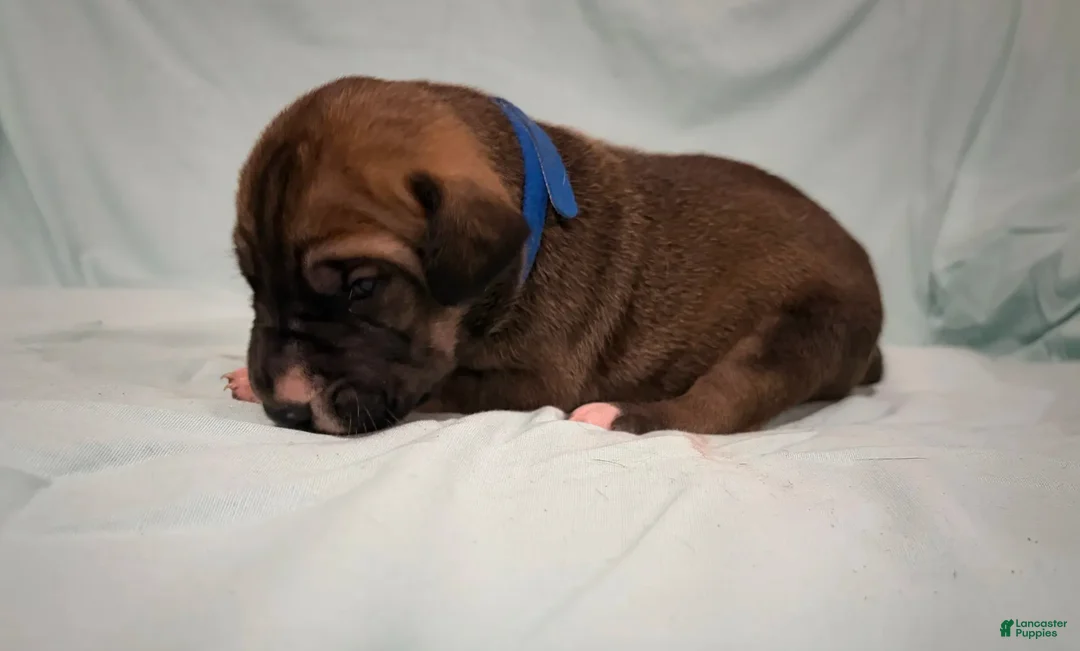 Great Dane dogs for sale: Glory is a Great Dane puppy - Ad 3