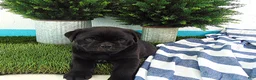 Mixed Breed dogs for sale: Sophia - Ad 5