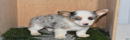 Welsh Corgi Pembroke dogs for sale: Kai  - Ad 2