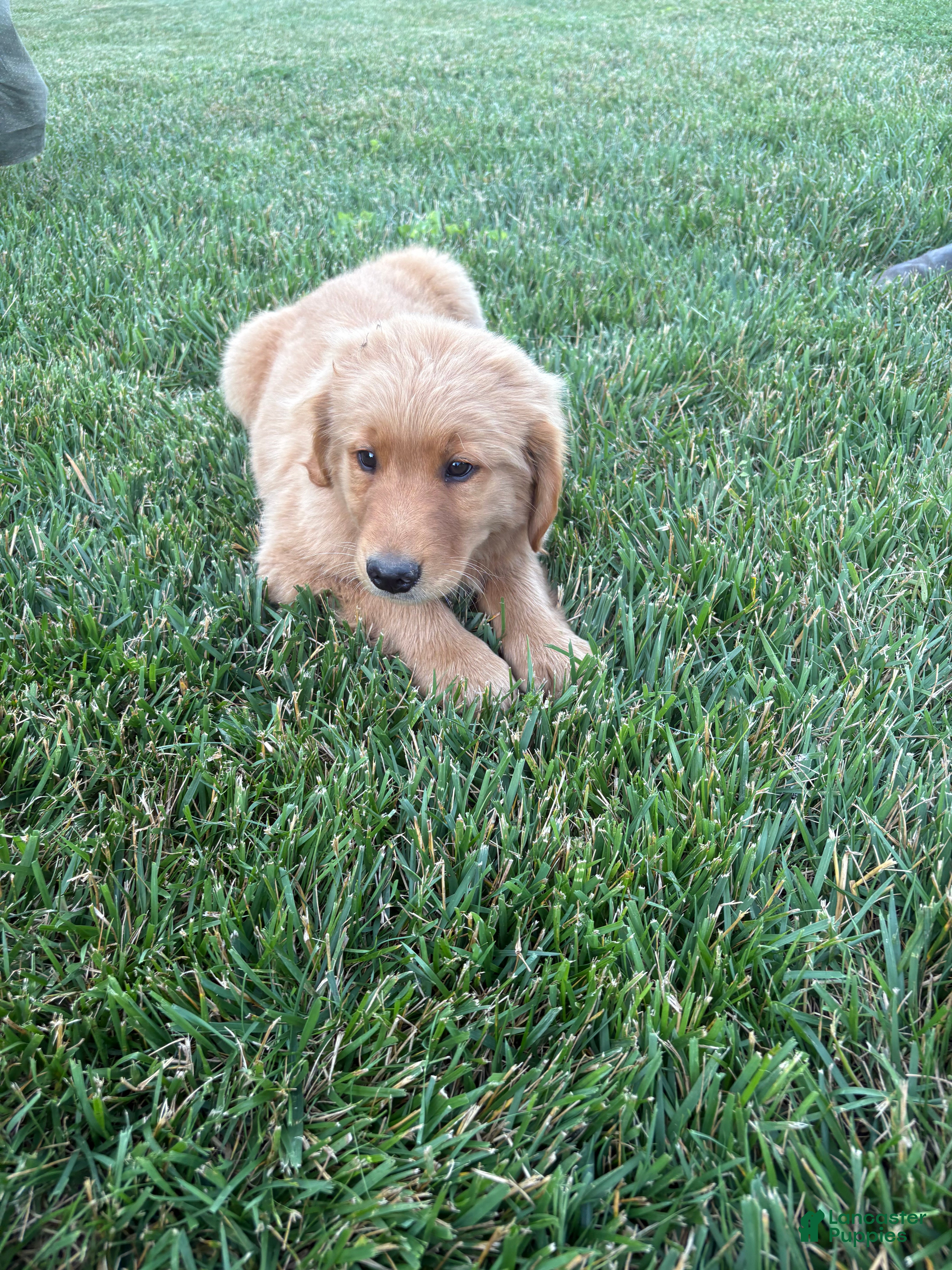 Golden Retriever dogs Bluey - Ad 1