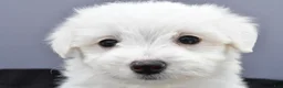 Maltese dogs for sale: Milo - Ad 9
