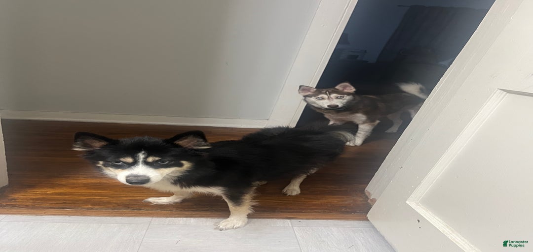 Gallery Image {{count}}