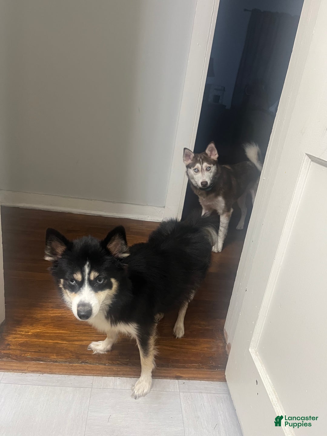 Gallery Image {{count}}