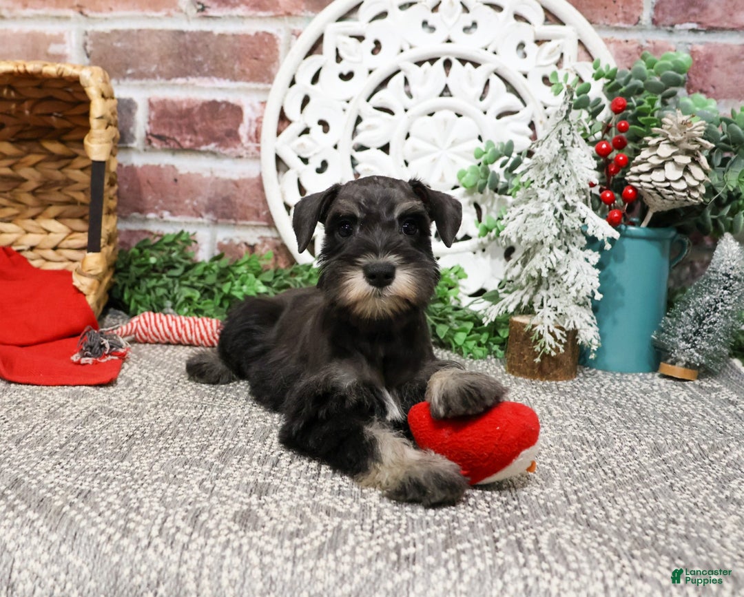 Miniature Schnauzer dogs for sale: Rita - Ad 12