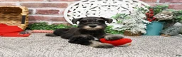 Miniature Schnauzer dogs for sale: Rita - Ad 17
