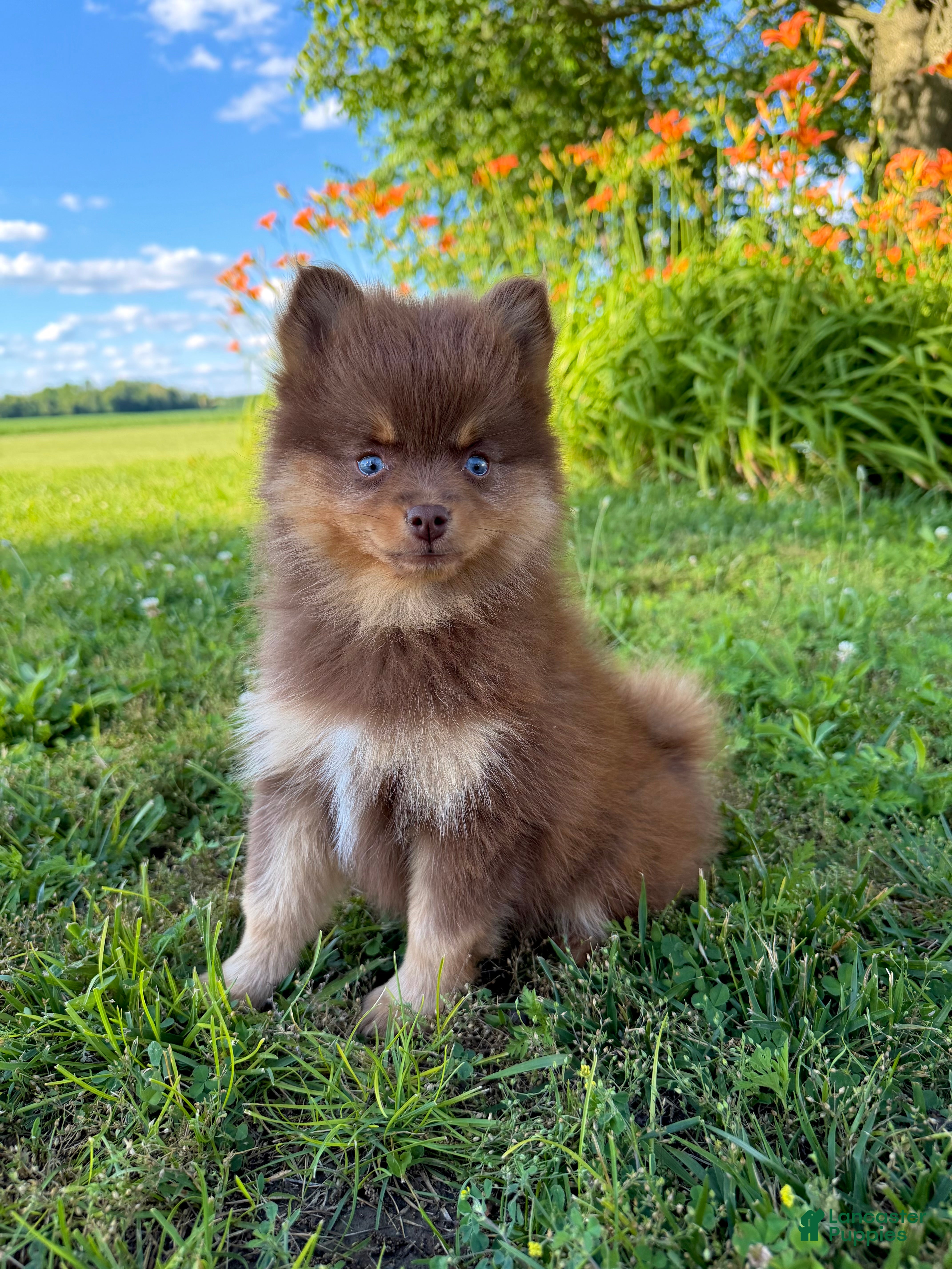 Pomsky dogs Heidi Jr. - Ad 1