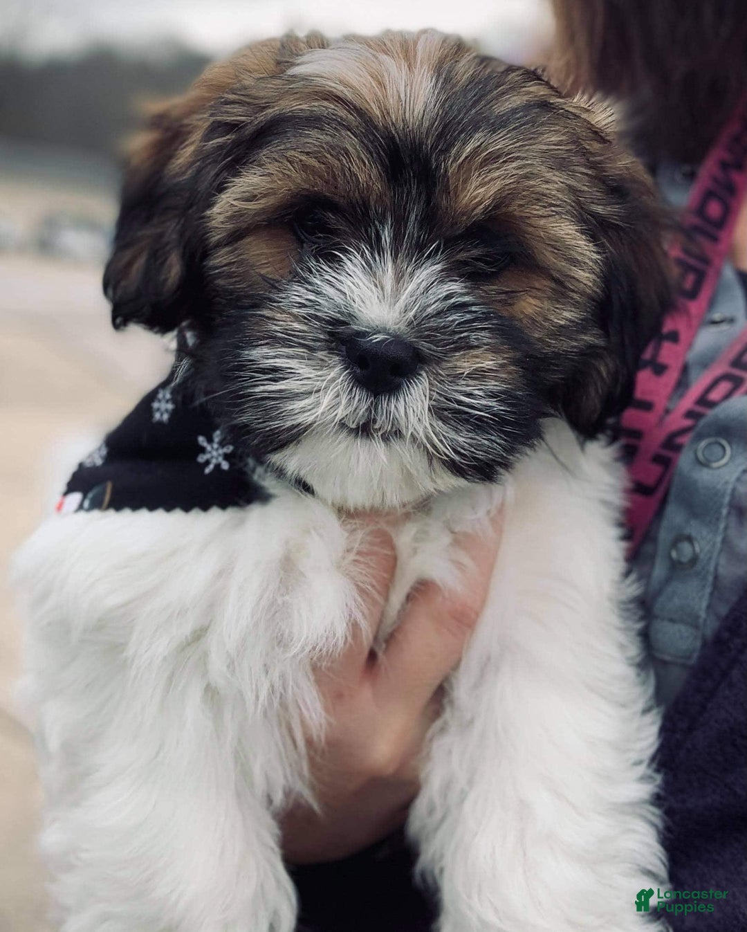 Gallery Image {{count}}