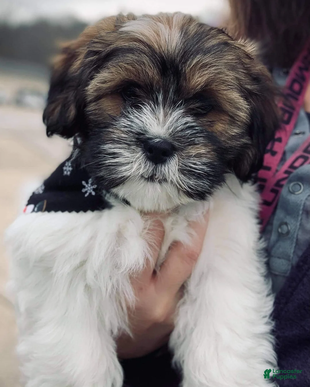 Gallery Image {{count}}