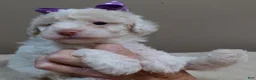 Toy Poodle dogs for sale: Effie cream parti female - Ad 3