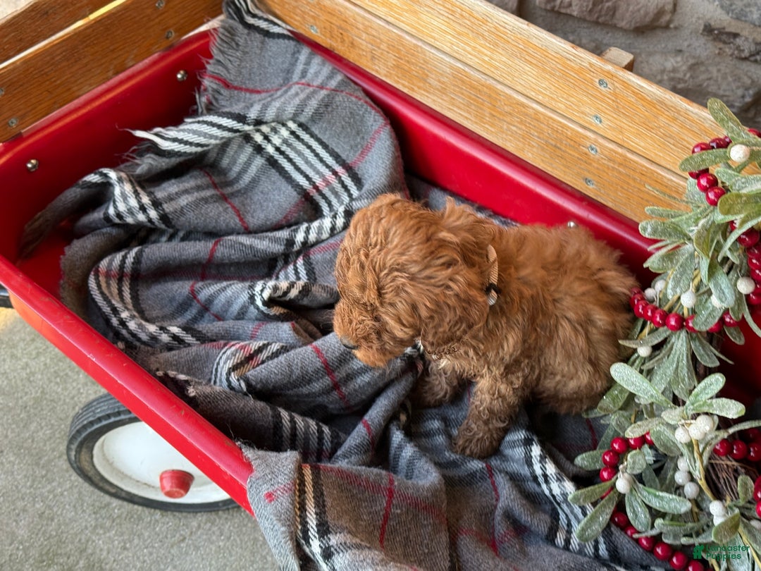 Mini Goldendoodle dogs for sale: Ilsa - Ad 7