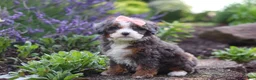 Mini Bernedoodle dogs for sale: Lena - Ad 4