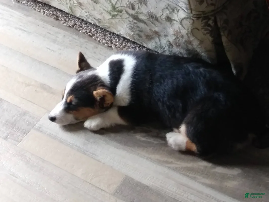 Welsh Corgi Pembroke dogs for sale: Welsh Corgi Pembroke Puppy 1 - Ad 7