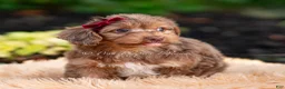 Yorkiepoo dogs for sale: Willywonka - Ad 4