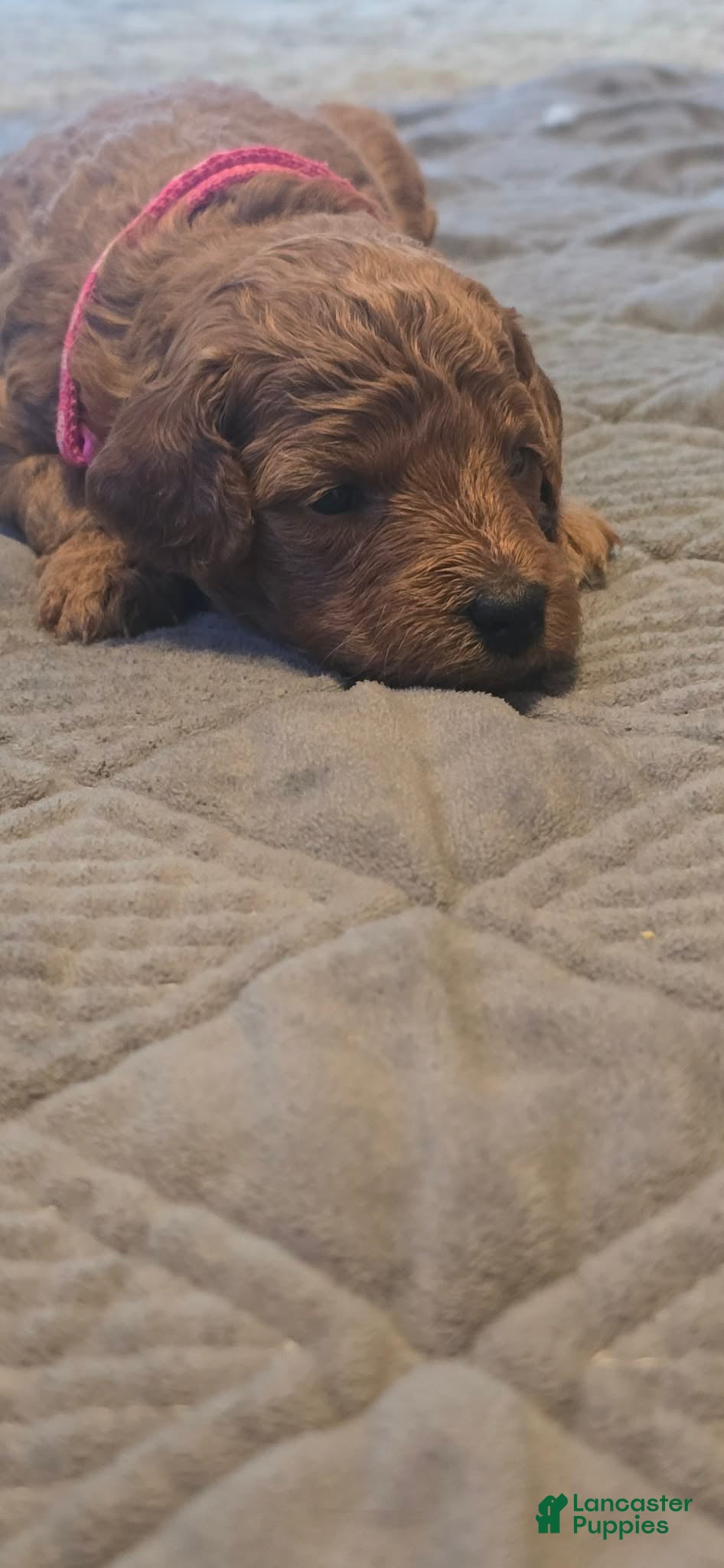 Mini Goldendoodle dogs ivy - Ad 1