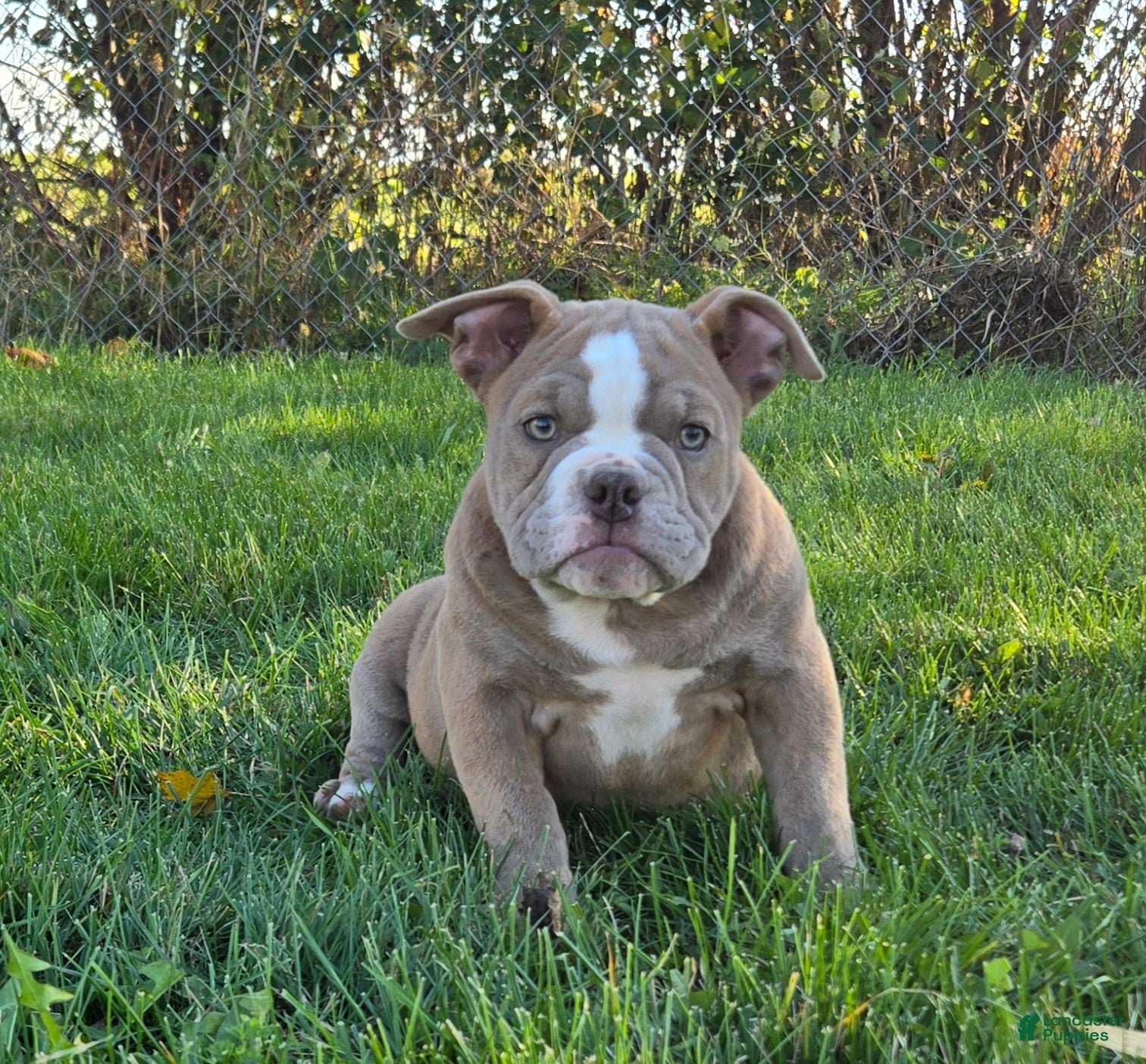 Olde English Bulldogge dogs Olde English Bulldogge Puppy Pumpkin  - Ad 26