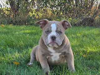 Olde English Bulldogge dogs Olde English Bulldogge Puppy Pumpkin - Ad 32