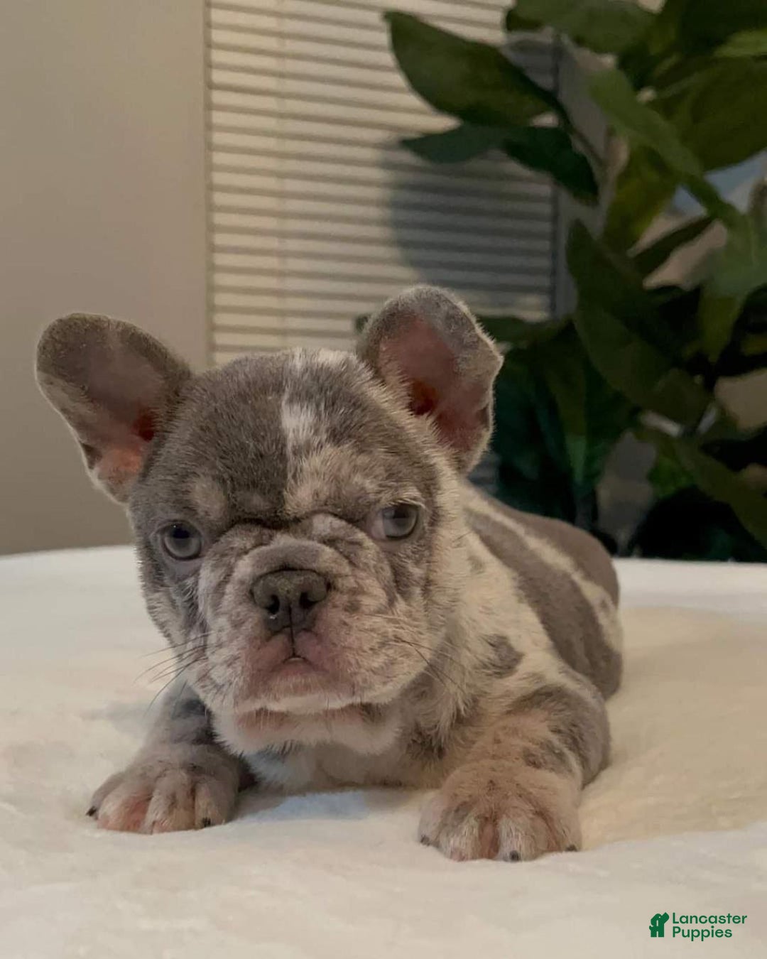 French Bulldog dogs for sale: Lola - Ad 5