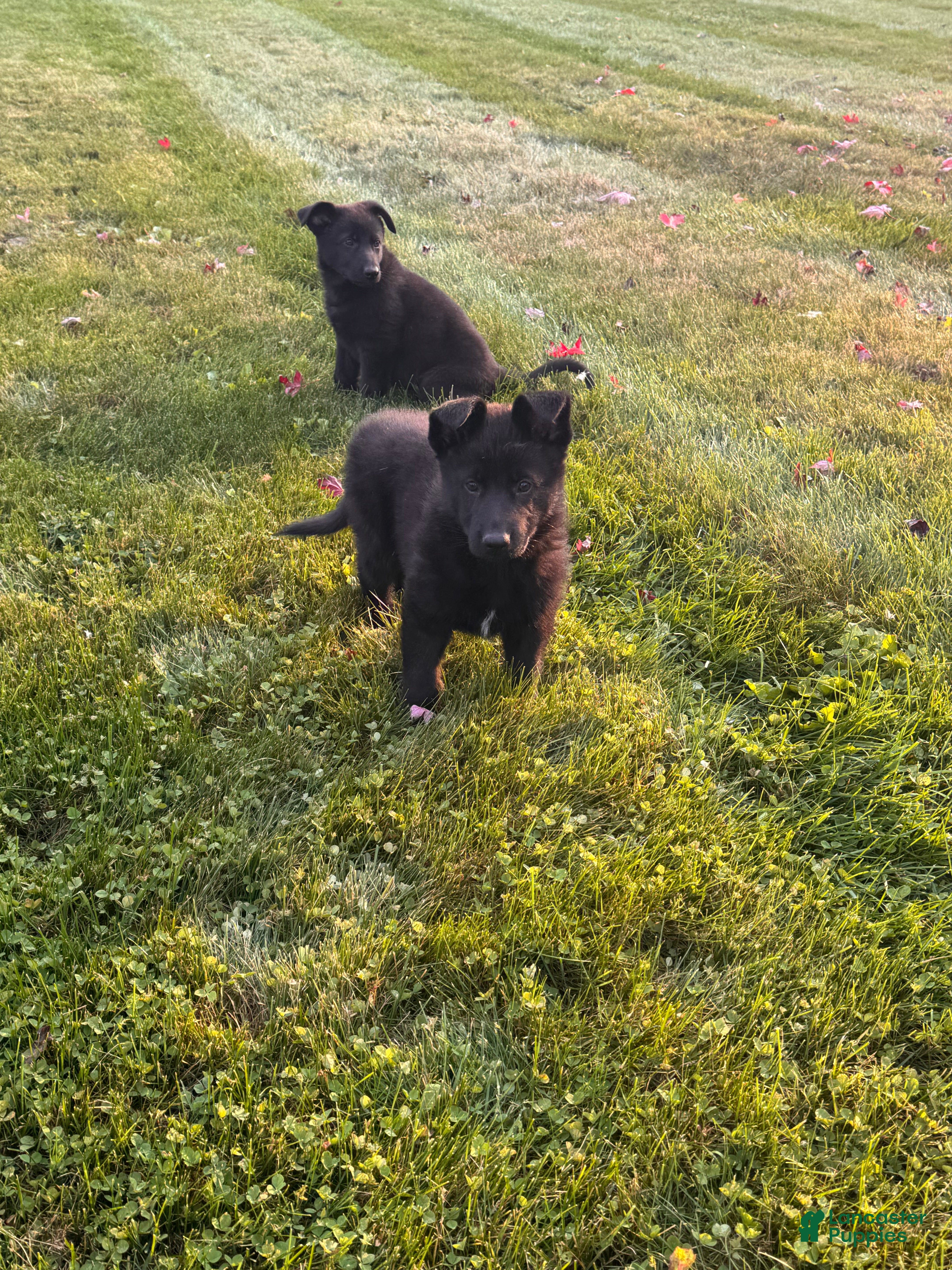 German Shepherd dogs for sale: All black female with white chest  - Ad 38