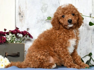 Cavapoo dogs - Ad 37