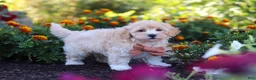 Havapoo dogs for sale: Benji - Ad 6