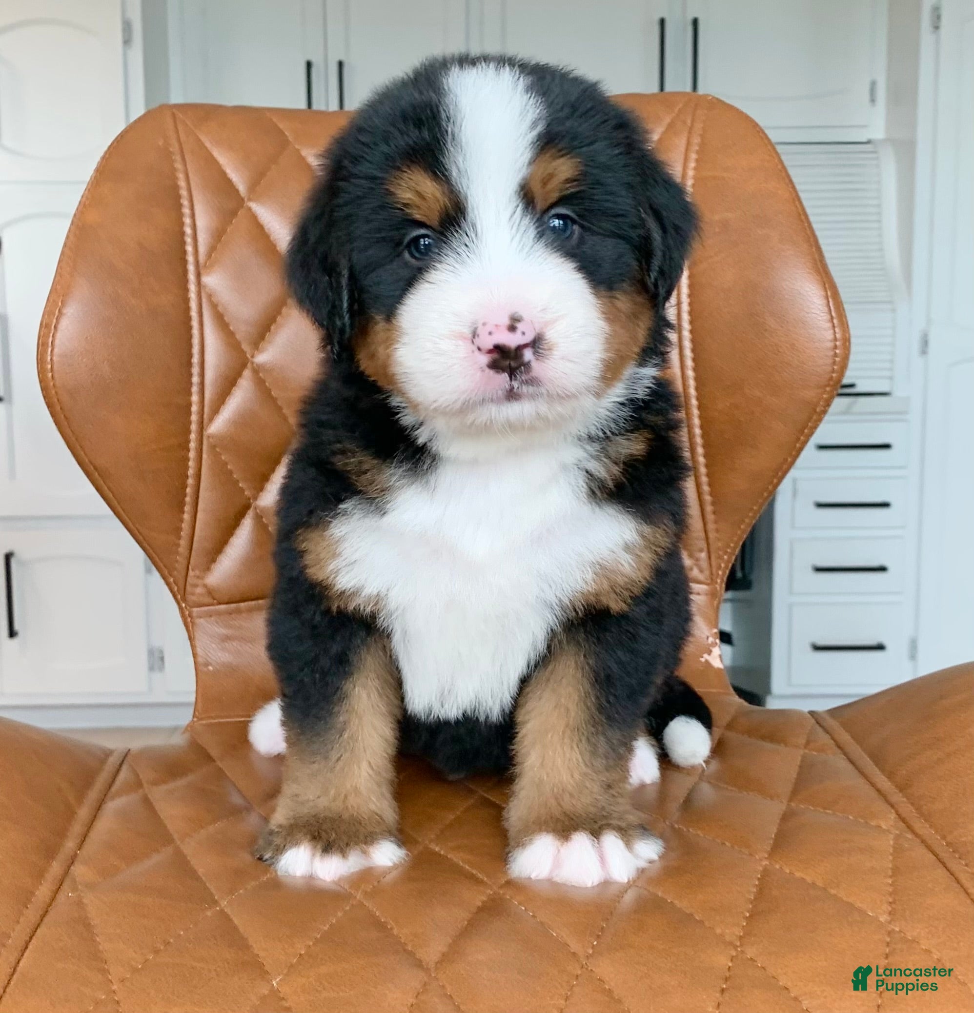 Bernedoodle dogs Oliver - Ad 2