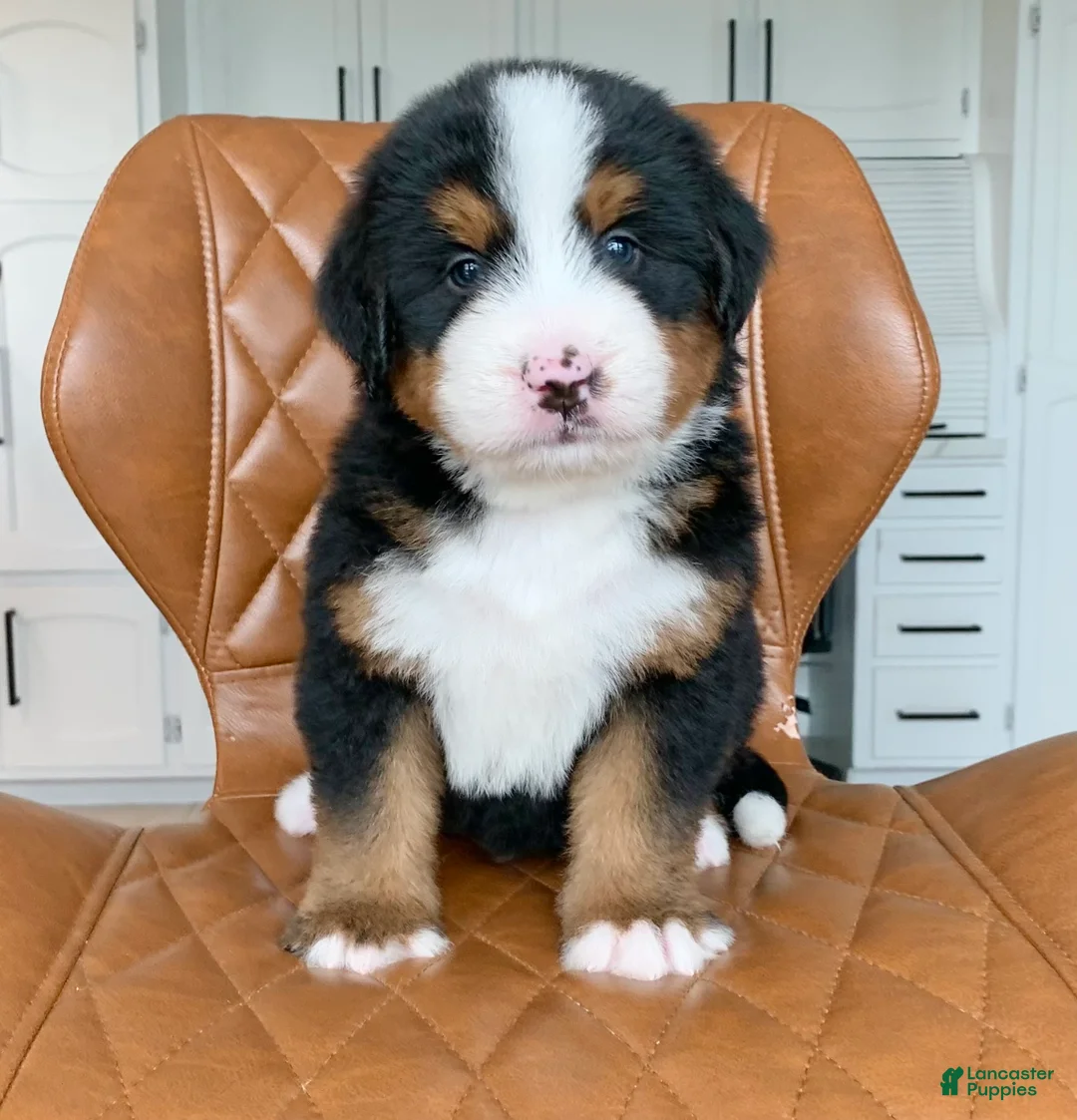 Bernedoodle dogs for sale: Oliver - Ad 2