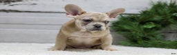 French Bulldog dogs for sale: Chase - Ad 8