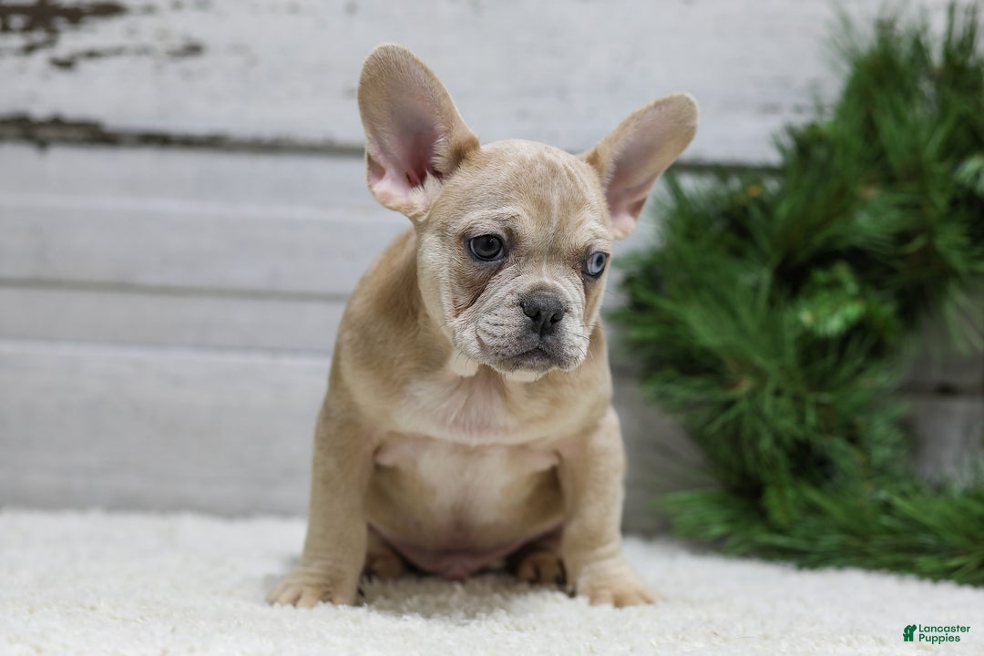 French Bulldog dogs for sale: Chase - Ad 8