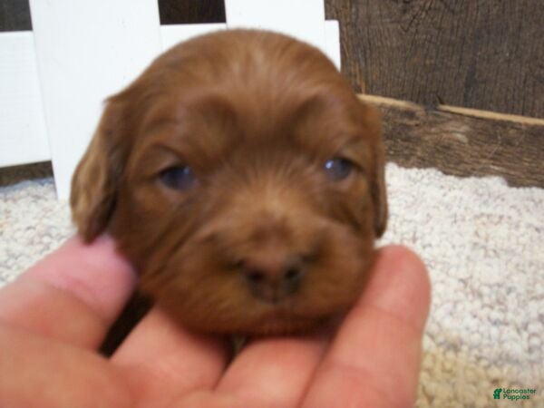 Cavapoo dogs Daisy - Ad 1