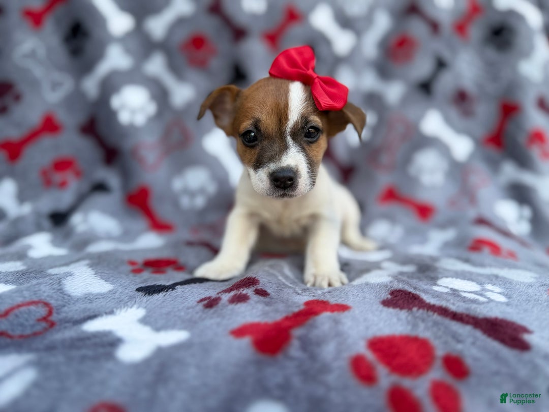 Jack Russell Terrier dogs for sale: Briar - Ad 6